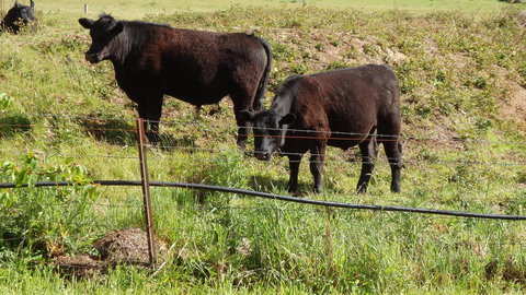 Karoola Cottage Self Contained - Sunshine Coast Tourism 15