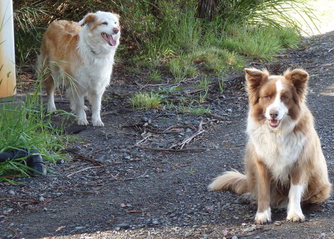 Karoola Cottage Self Contained - Sunshine Coast Tourism 14