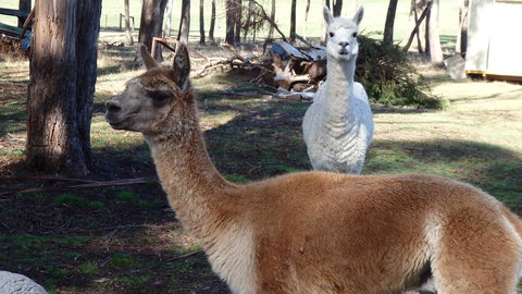 Karoola Cottage Self Contained - Sunshine Coast Tourism 26