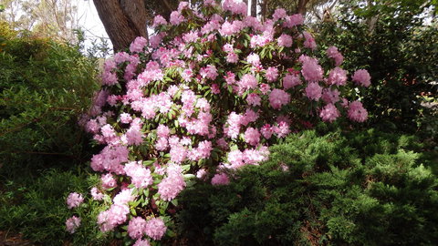 Karoola Cottage Self Contained - Sunshine Coast Tourism 13