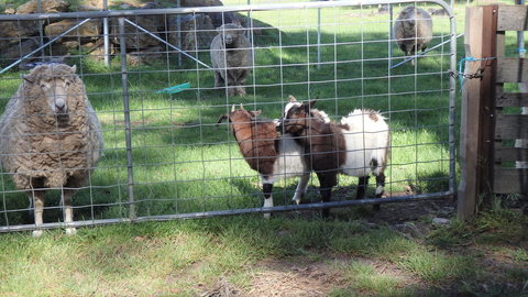 Karoola Cottage Self Contained - Sunshine Coast Tourism 12