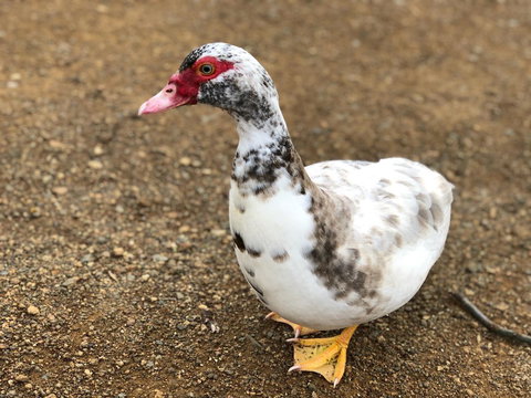 A Cottage In Richmond - Sunshine Coast Tourism 19