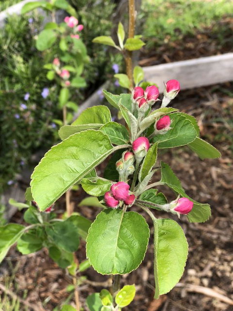 A Cottage In Richmond - Sunshine Coast Tourism 18