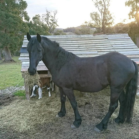 Glengarry Farm Stay BnB - Sunshine Coast Tourism 12