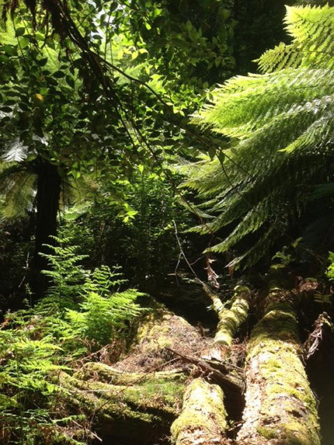 Sheer Pleasure Accommodation - Sunshine Coast Tourism 25