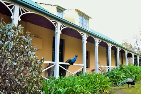 Cleburne Homestead - Holiday Sunshine Coast 29