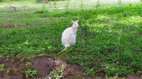 Bruny Ocean Cottage - Holiday Sunshine Coast 9