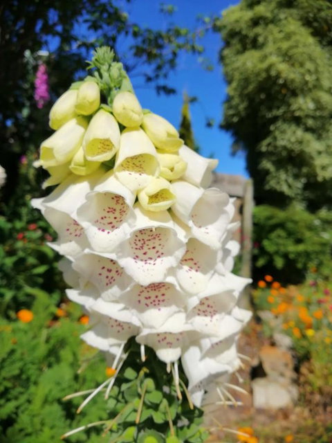 Hamlet Downs Country Accommodation - Sunshine Coast Tourism 9