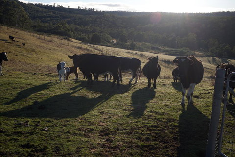 Hamlet Downs Country Accommodation - Sunshine Coast Tourism 24