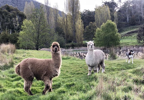 Hamlet Downs Country Accommodation - Sunshine Coast Tourism 6