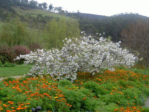 Hamlet Downs Country Accommodation - Sunshine Coast Tourism 13