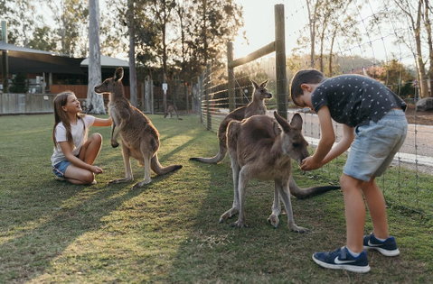 Paradise Country Farmstay - Sunshine Coast Tourism 1