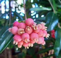 Paradise Travellers Rest - Sunshine Coast Tourism