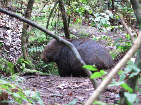 Paradiso Kinglake - Sunshine Coast Tourism 2