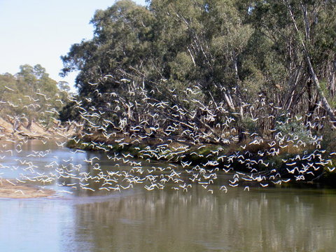 Paringa Grove Homestead - Sunshine Coast Tourism 3