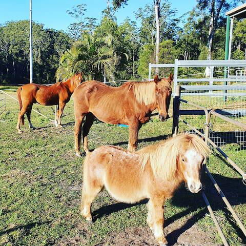 Paskins Farm - Sunshine Coast Tourism 0
