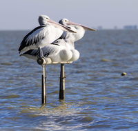 Pelican Perch Retreat - Holiday Sunshine Coast