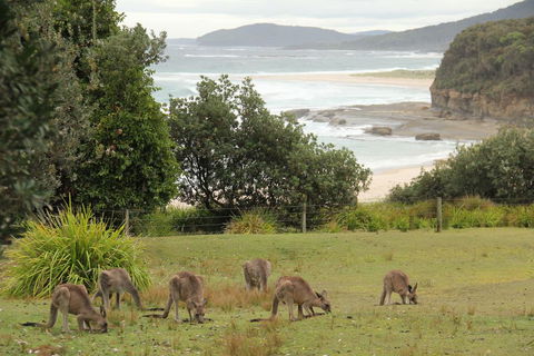 Pretty Beach Cabins - Sunshine Coast Tourism 3