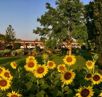 Quirindi Sunflower Motor Inn - Holiday Sunshine Coast