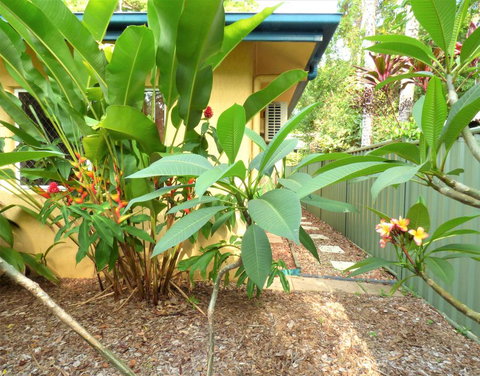 Rainforest Cottage Cairns - Sunshine Coast Tourism 0