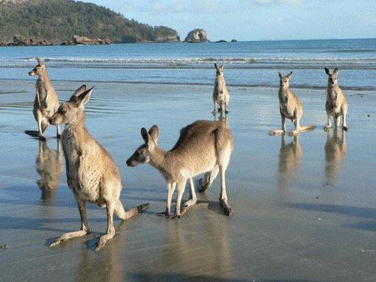Farleigh QLD Holiday Sunshine Coast