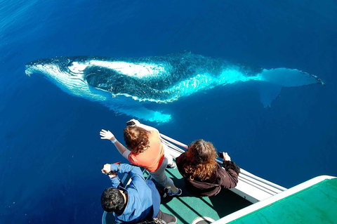 Shelly Beach Motel - Holiday Sunshine Coast 2