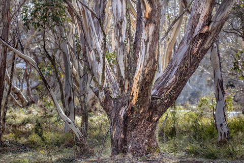 Snowgums 07 - Sunshine Coast Tourism 3