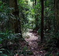 Springbrook Lyrebird Retreat - Holiday Sunshine Coast