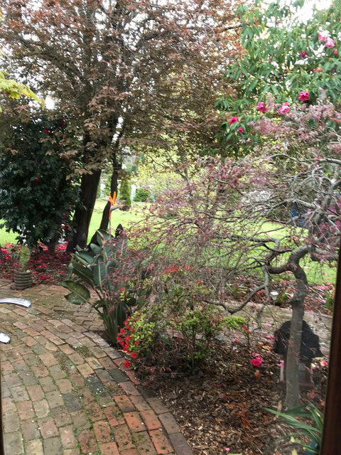 Stony Rise Cottage B&B - Sunshine Coast Tourism 1
