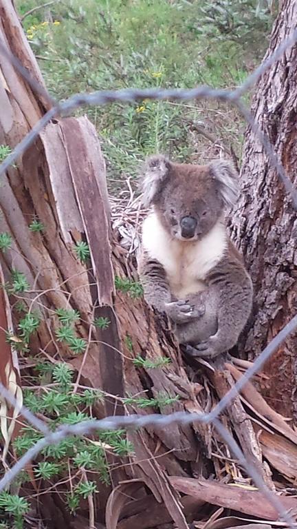 Stringybark Hills Retreat - Sunshine Coast Tourism 0