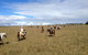 Susan River Homestead - thumb 0