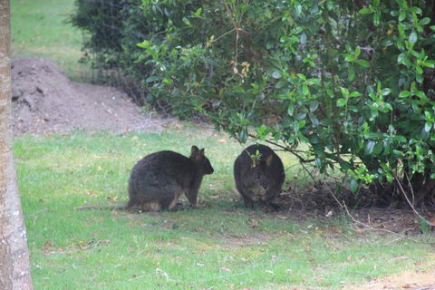 Tamar Valley Farm Stay - Holiday Sunshine Coast 1