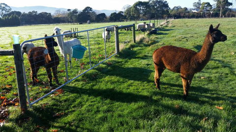Tamar Valley Farm Stay - Holiday Sunshine Coast 2