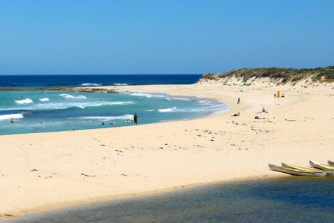 Tea Tree - Sunshine Coast Tourism 2