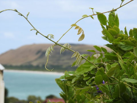 Ellie\'s Cottages - Sunshine Coast Tourism 3