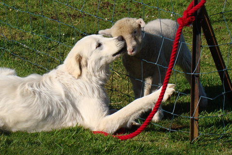 Buttons Cottage For Canyon & Rain Forest Walks With In House Dining - Holiday Sunshine Coast 32