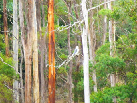 Quamby Pines Chalet - Sunshine Coast Tourism 11