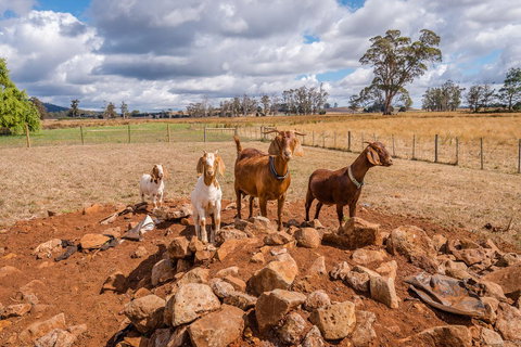 Glencoe Country Bed And Breakfast - Holiday Sunshine Coast 36
