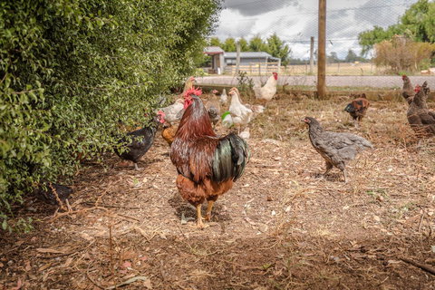 Glencoe Country Bed And Breakfast - Holiday Sunshine Coast 32