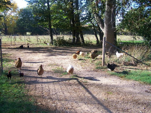 Drumreagh Cabins - Sunshine Coast Tourism 2
