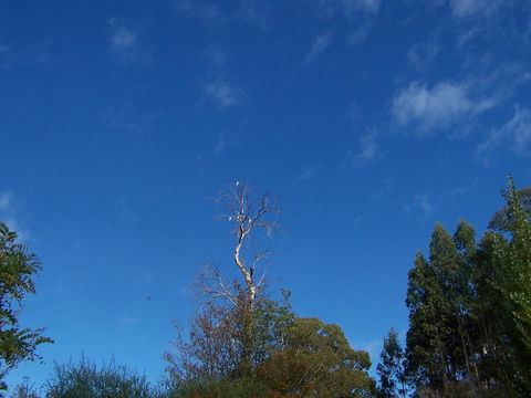 Drumreagh Cabins - Sunshine Coast Tourism 8