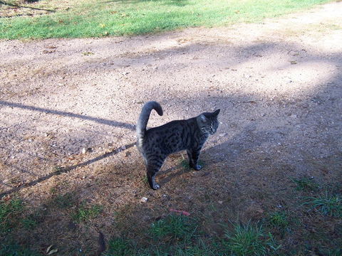 Drumreagh Cabins - Sunshine Coast Tourism 3