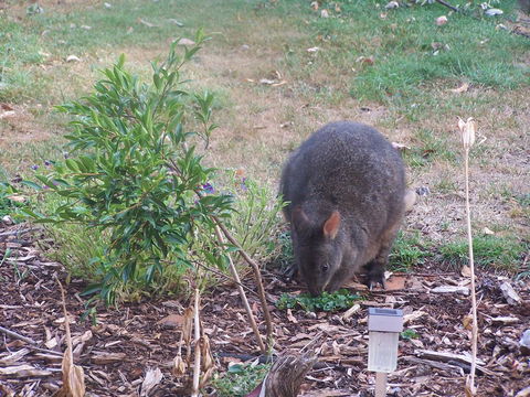 Drumreagh Cabins - Sunshine Coast Tourism 25