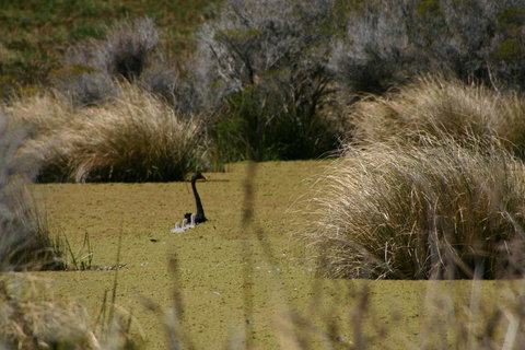 Cloudy Bay Beach House - Sunshine Coast Tourism 15