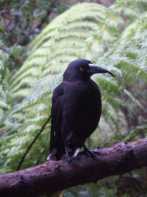 Cradle Highlander - Holiday Sunshine Coast 8