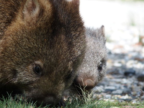 Cradle Highlander - Holiday Sunshine Coast 9