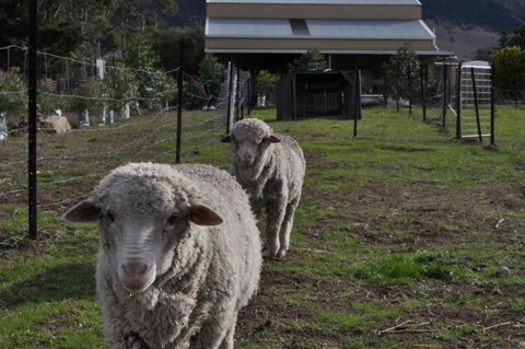 Taras Richmond Farmstay - Sunshine Coast Tourism 14