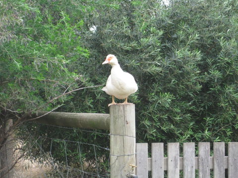 Taras Richmond Farmstay - Sunshine Coast Tourism 16
