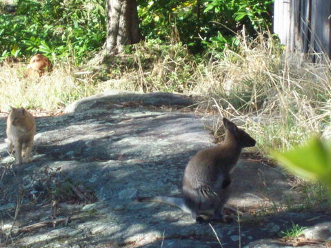 St. Pauls Bed & Breakfast - Sunshine Coast Tourism 13
