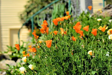 St. Pauls Bed & Breakfast - Sunshine Coast Tourism 44